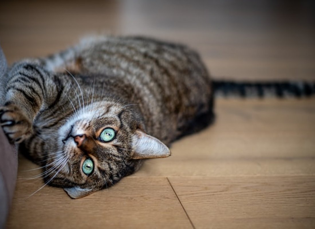 The Benefits of Renting to Tenants with Pets